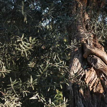 Santa Margherita Farm stay Chiaramonte Gulfi