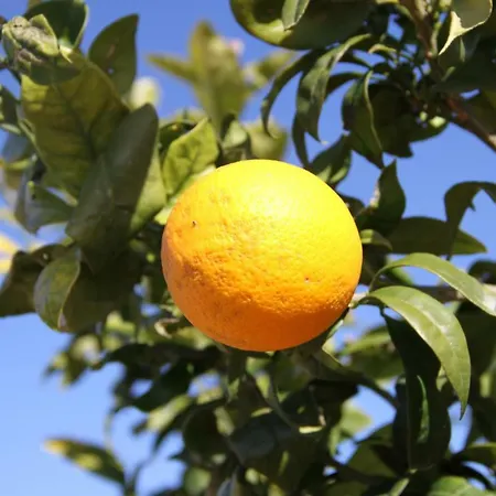 Vakantieboerderij Santa Margherita *